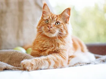 12 Most Fluffy Cat Breeds (With Info & Pictures)