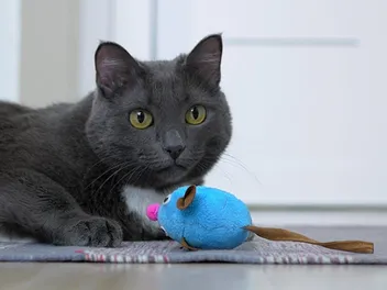 How to Satisfy Cat Hunting Instincts: 7 Vet-Verified Tips