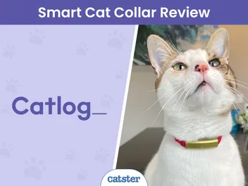 Catlog Smart Cat Collar Review 2026: A Detailed Look