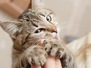 7 Reasons Why Cats Bite and How to Stop It (Vet Answer)