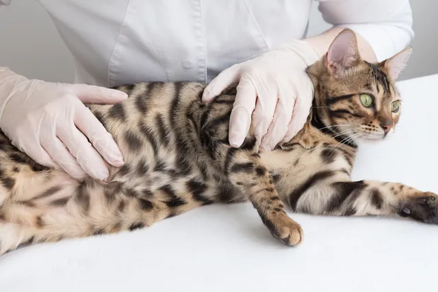 Spay/Neuter Complications in Cats: What Vets Want You to Know