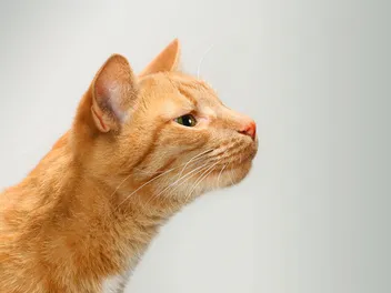 Is a Cat’s Sense of Smell Stronger Than a Dog’s?