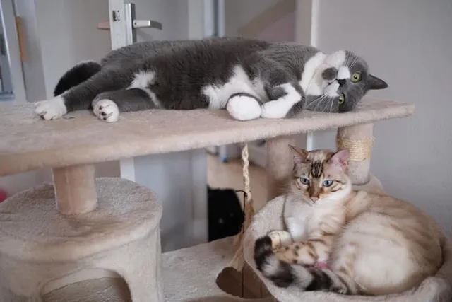 Inbred Cats: Vet-Verified Signs, Ethics, Problems & FAQ