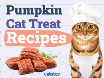 3 Homemade Pumpkin Cat Treat Recipes To Enjoy This Fall