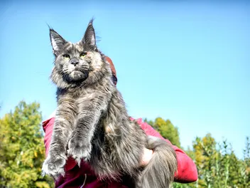 Maine Coon Cat Size: Info, Pictures & Height Comparison Chart (Vet-Verified)