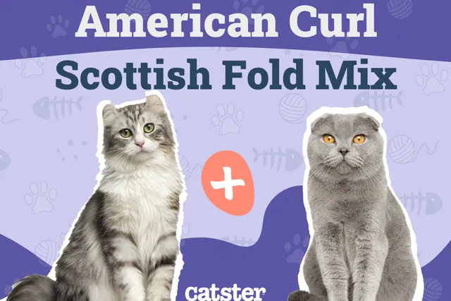 American Curl Scottish Fold Mix: Info, Pictures, Temperament & Traits