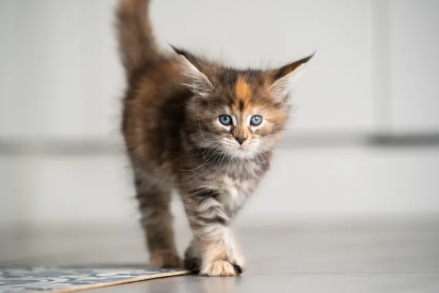 3-Month-Old Kitten: What to Expect (Vet Approved)