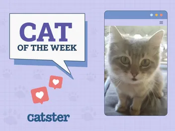 Catster Photo Contest: Cats of the Week Winners (October 25, 2024)