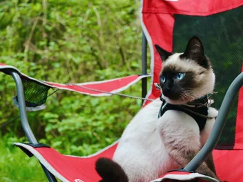 Camping With Cats: Vet-Approved Guide