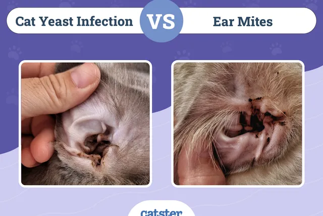 Cat Yeast Infection vs. Ear Mites: Vet Reviewed Differences (With Pictures)