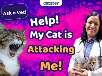 Ask Dr. Paola – Help! My Cat Attacks Me! (February 2, 2026)