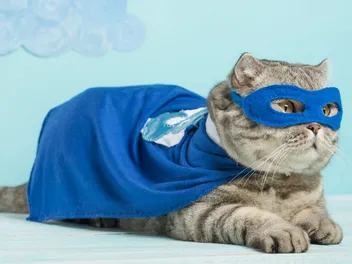 Can Cats Save Our Lives? Remembering Some of the Most Heroic Felines