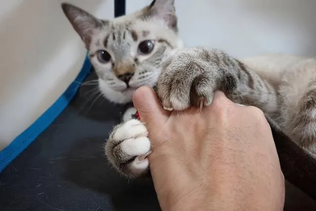 Laser Declawing Your Cat - Vet-Reviewed Facts & Considerations