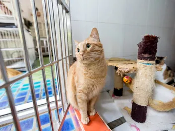 Cat Daycare: How to Tell if It’s Right for You