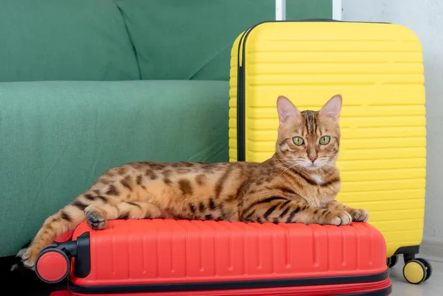 7 Pet-Friendly Hotels in Grand Junction, CO (2026 Update)