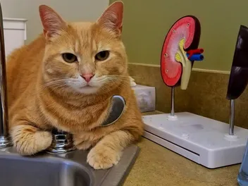 9 Interesting Cat Kidney Facts