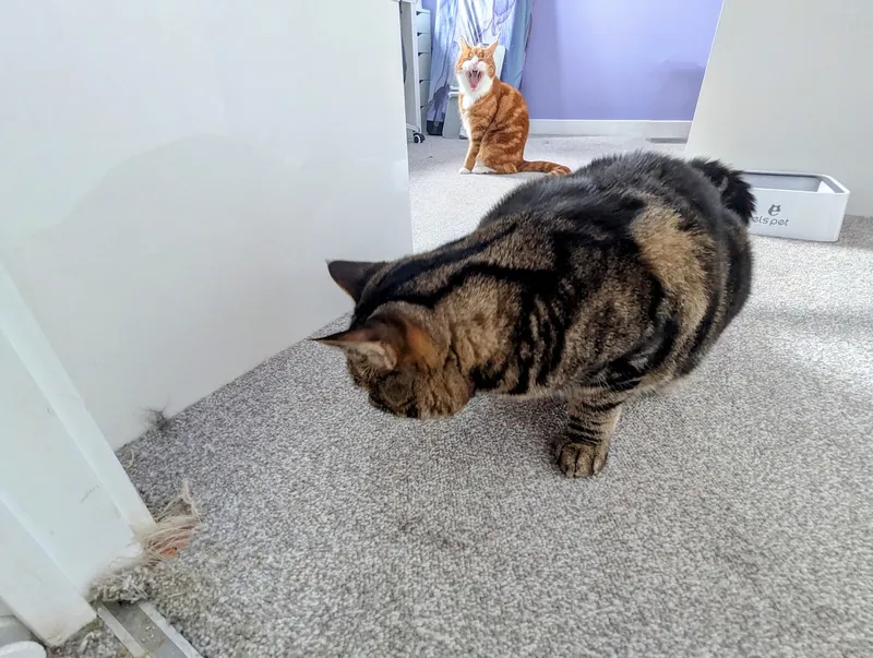 Cyril has the guilts about the carpet damage, but Alex couldn't care less!
