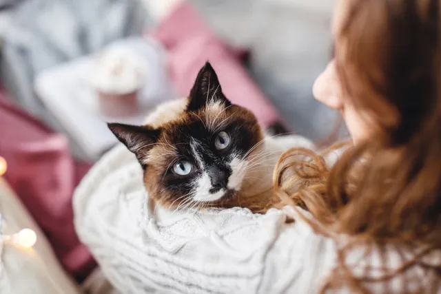 Do Cats Like When You Sing to Them? Fun Facts