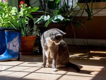 Why Do Cats Play With Their Tails? 7 Possible Reasons (Vet-Reviewed)
