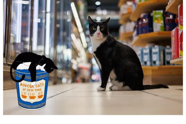 A Bodega Without a Bodega Cat? Not On Our Watch!