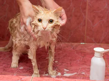 10 Best Ringworm Shampoos for Cats in 2026: Reviews & Top Picks