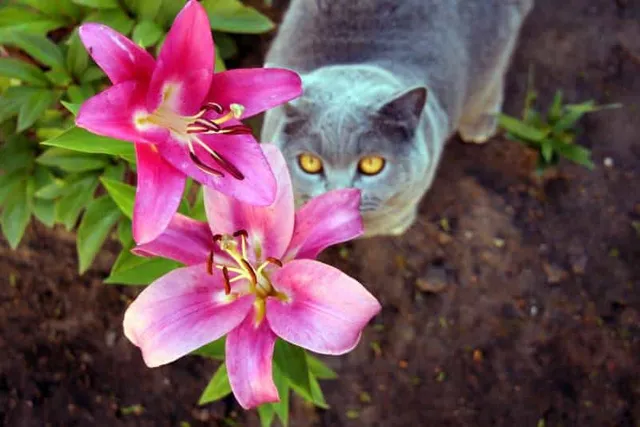 What Flowers Are Dangerous to Cats? 7 Vet-Verfied Threatening Plants