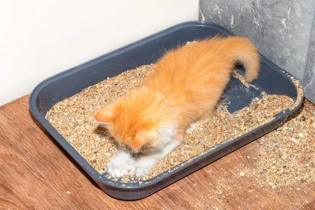 Why Do Cats Roll Around in the Litter Box? 4 Vet-Approved Reasons & Tips