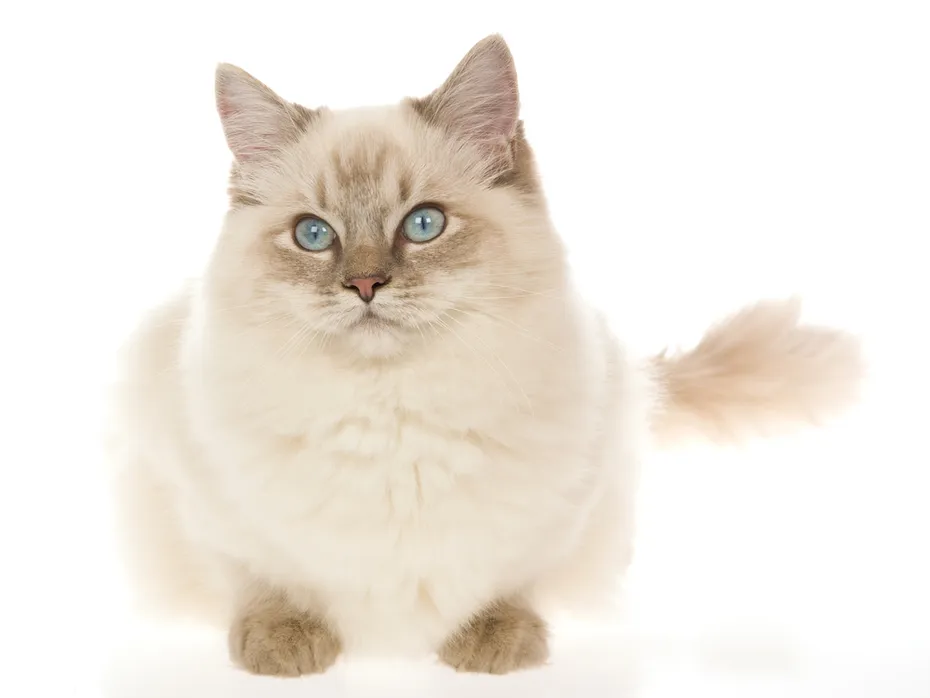 Blue point lynx Ragdoll cat on white baackground