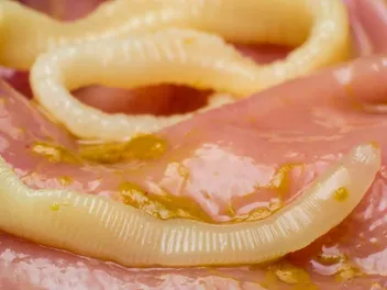 Are Tapeworms in Cats Contagious? Vet-Reviewed Health Facts
