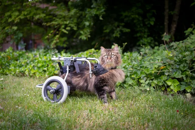 How to Care for a Disabled Cat With Special Needs: 11 Tips to Prepare Your Home