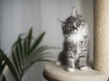 Cat Anatomy: 10 Vet-Reviewed Facts Pet Parents Should Know