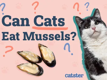 Can Cats Eat Mussels? Vet-Verified Nutritional Facts & FAQ