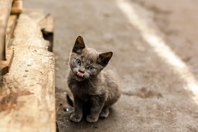 How to Tell If a Cat Is a Stray or Outdoor? Vet-Reviewed Differences & Recommendations