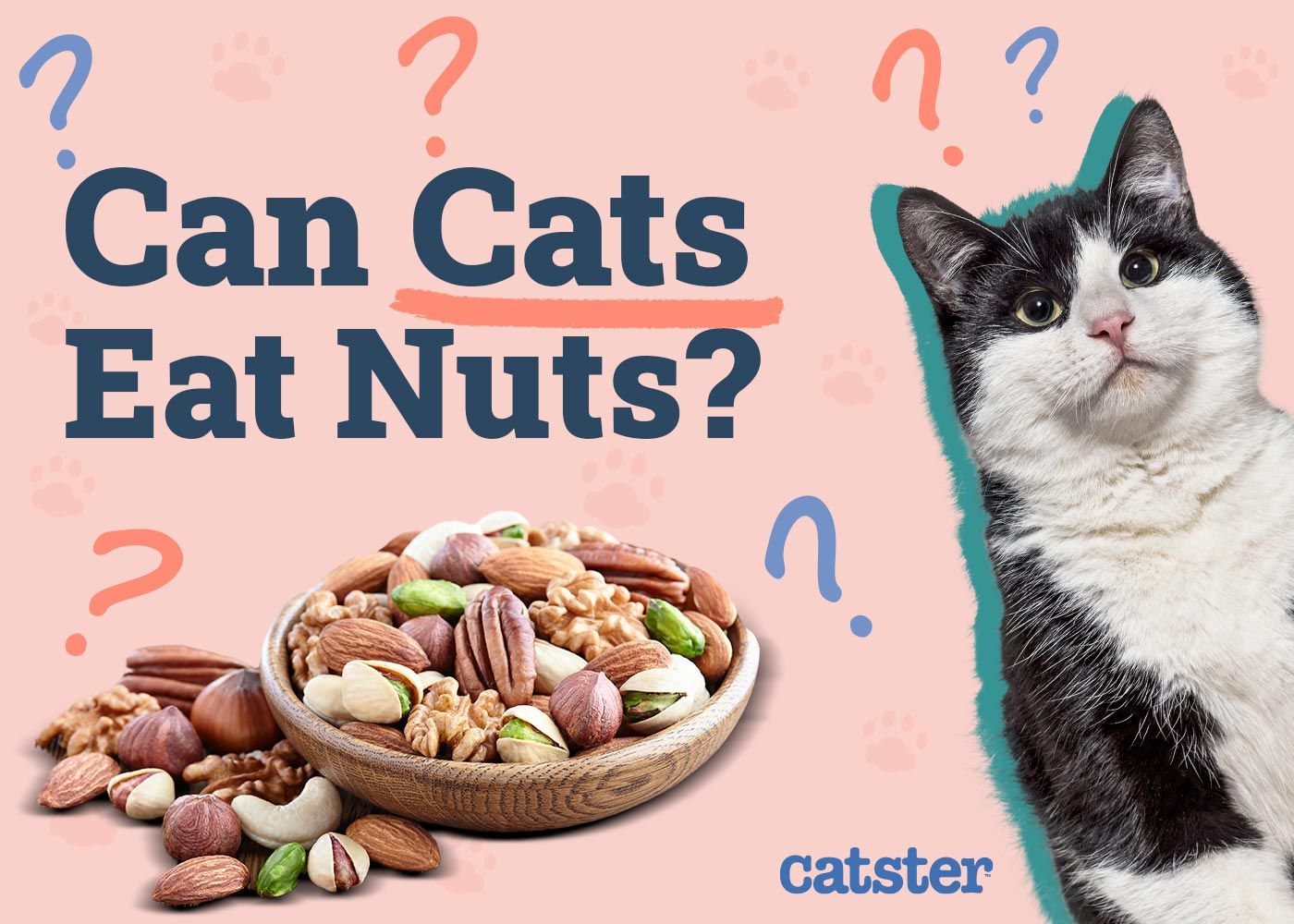 Can Cats Eat Nuts