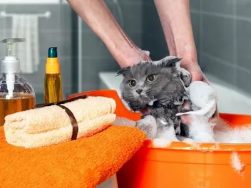 How Often Do I Need to Bathe My Cat? Facts & 7 Vet-Approved Reasons Why