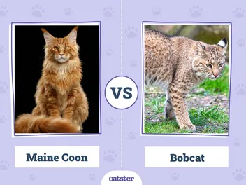 Maine Coon vs Bobcat: What’s the Difference? (With Pictures)
