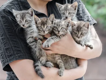 Purrminators Helps Kittens and Adult Cats via Instagram