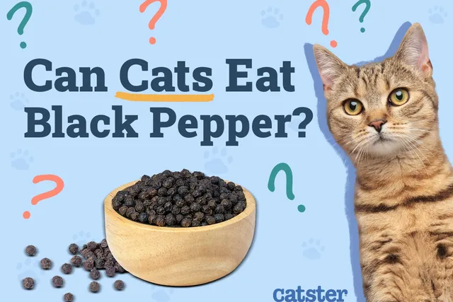 Can Cats Eat Black Pepper? Vet-Approved Precautions & Alternatives
