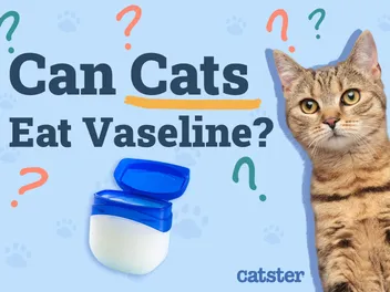 Can Cats Eat Vaseline? Vet-Approved Benefits & Precautions