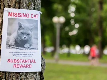 When to Stop Looking for a Lost Cat: Signs It Might Be Time to Move On