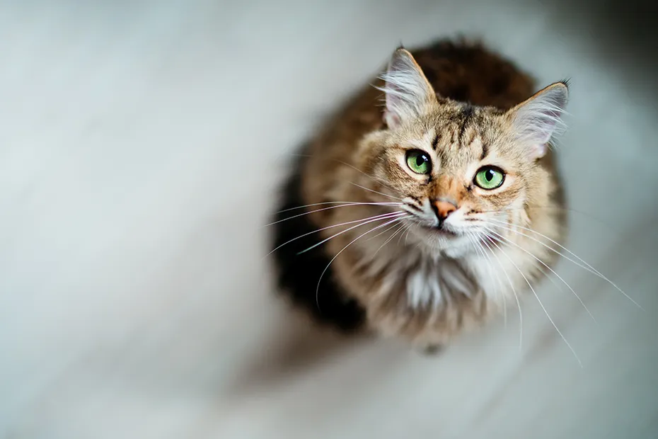 Hungry cat with green eyes looking up