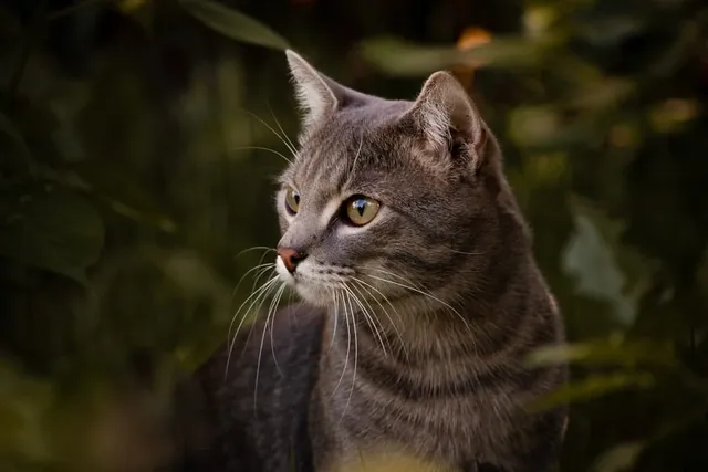 What Was the First Breed of Cat on Earth? Domestication Facts & History