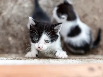 When Is Kitten Season? Quick Vet-Reviewed Facts