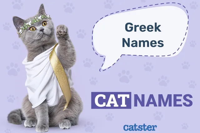100+ Greek Cat Names: Ideas for Strong & Legendary Cats