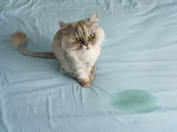 Cat Peeing on Dog Bed? 4 Reasons Why & How to Stop It!