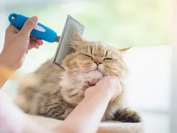 How to Brush a Cat: 8 Vet-Verified Steps