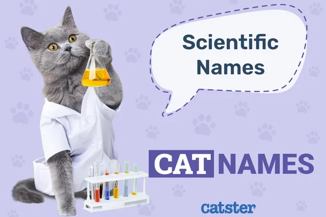 Scientific Cat Names: 180 Great Ideas for Your Smart Cat