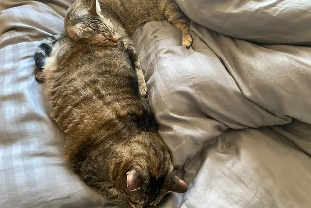 Please Don’t Go! Separation Anxiety In Cats