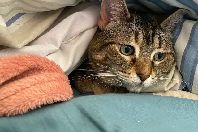 Sleep Shaming or Bio-Hacking: The Science of Feline Polyphasic Sleep