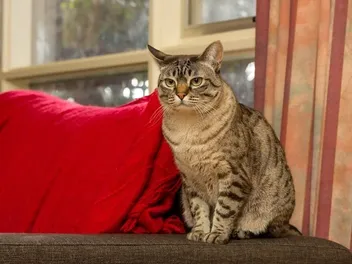 Australian Mist Cat Breed Info: Pictures, Temperament & Traits